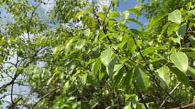 Indian sandalwood green leaves, Santalum album, in moderate wind, one of the most expensive plants in the world, very famous for its fragrance