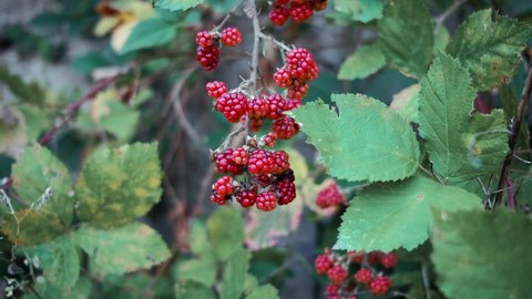 4K video is slow motion with red wild forest berries in close up and green blurred background. Bunch of red unripe blackberries hangs on prickly bush with green leaves.