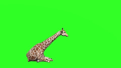 green screen giraffe eat and sleep 3D