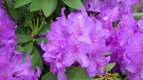 Pontic rhododendron (lat.Rhododéndron pónticum) is an evergreen shrub. The flower is light purple in color. Austria