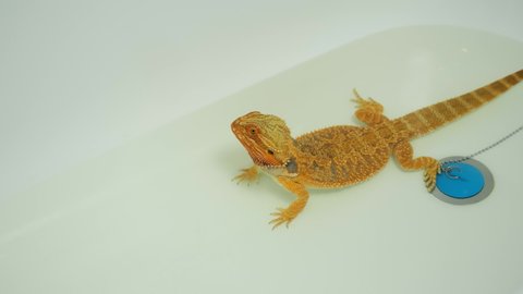 Baby bearded agama bathing in the bathroom in clear warm water near drain stopper, closeup view. Exotic domestic animal, pet. The content of the lizard at home. Cute amazing animal from Australia.