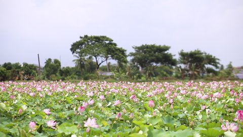Selective and soft focus blurred of Pink Lotus flower and Lotus flower plants,Pink lotus pond scenery