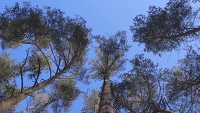 Looking up point of view 4k video footage of at huge tall old pine trees growing outside in frosty winter snowy sunny forest. Christmas natural background