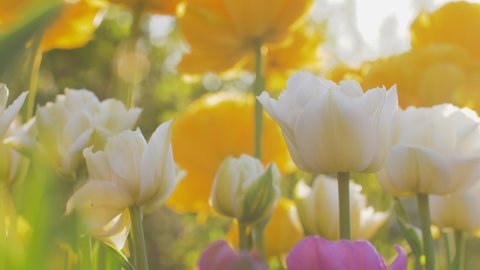 Colorful tulips are swaying in the wind in the sunlight. Natural lens blur, reflection and glare. Rich and delicate colors.