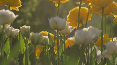 Colorful tulips are swaying in the wind in the sunlight. Natural lens blur, reflection and glare. Rich and delicate colors.