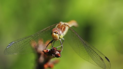 A dragonfly sits on a twig, sways in the wind and turns its head. Macro video shooting of the yellow dragonfly Sympetrum flaveolum.