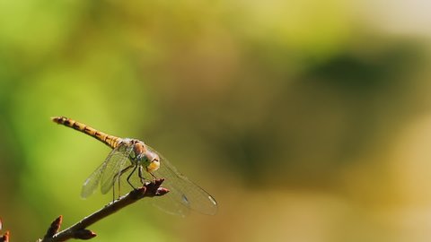 The dragonfly hunts sitting on a twig, waits and takes off sharply, then returns back. Macro video shooting of the yellow dragonfly Sympetrum flaveolum.