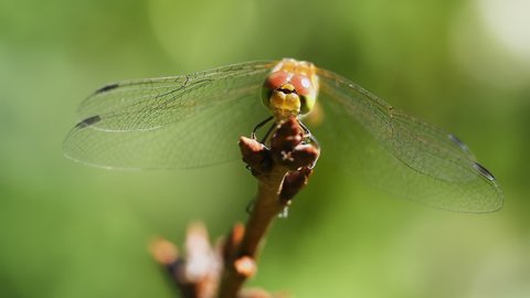 A dragonfly sits on a twig, sways in the wind and turns its head. Macro video shooting of the yellow dragonfly Sympetrum flaveolum.