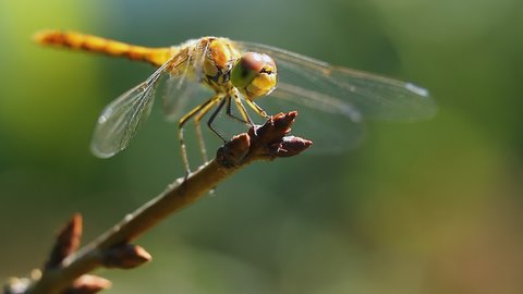 The dragonfly hunts sitting on a twig, waits and takes off sharply, then returns back. Macro video shooting of the yellow dragonfly Sympetrum flaveolum.