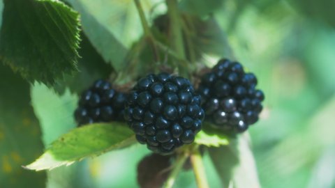 Blackberries in the sun sway in the wind. Macro video shooting of juicy and ripe berries.