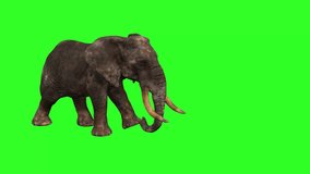 green screen Elephant movements in the forest 3D