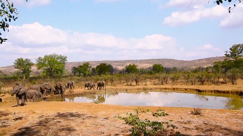 African bush elephant herd drinking at waterhole in Kruger National park, South Africa ; Specie Loxodonta africana family of Elephantidae