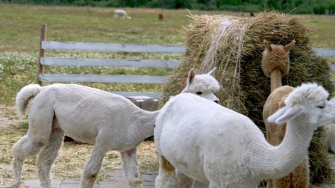 Alpaca Animals Close Up Of haystack And Chewing Action 4k video