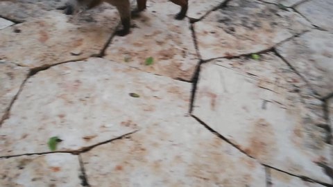 Coati walk on the stone passage in Mexico