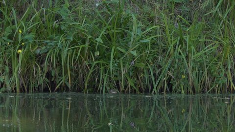 Animals, wild life. A muskrat swims along a bank overgrown with plants . Siberia.