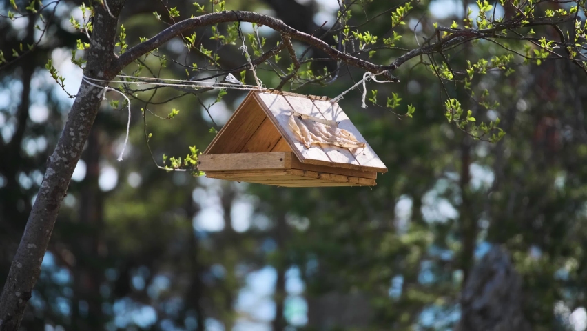 Bird feeder on the tree