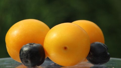 The fruits of the cherry plum are bright yellow in color and the fruits of the chokeberry slowly rotate 360 degrees.