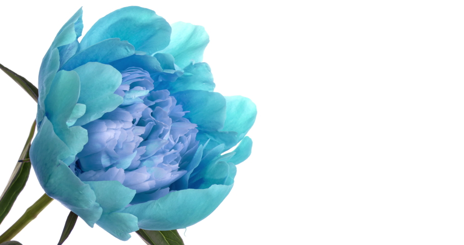 Amazing blue Peony flower opening on white background. Wedding backdrop, Valentine's Day, Mother's day, Womans Day concept. Holiday, Love, birthday backdrop with place for text Royalty-Free Stock Footage #1078339586