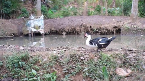 Muscovy Duck female in black and white