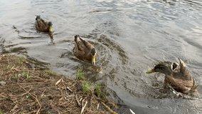 Ducks swim near the shore. For video presentation, advertising, background.