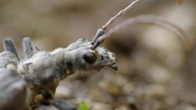 Super macro video of interesting insect, longhorn beetle, Rhagium bifasciatum 4K