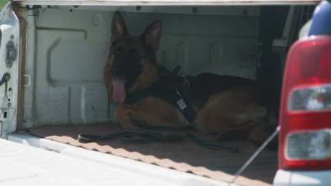 Obedient German Shepherd dog with tongue out resting in trunk of emergency service car