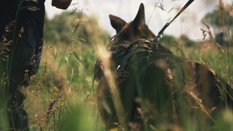 Obedient German Shepherd on leash standing in grass near crop emergency service workers during training in countryside