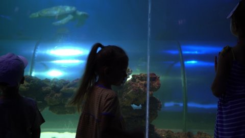 Little Girl Watching Sea Turtle Swimming in Tank. Family Excursion to Oceanarium. Walking through Museum of Fish Marine Life. diving, water world, nature, ocean inhabitants, aquatic habitat concept