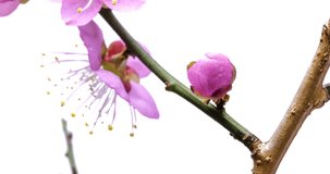 Time-lapse video of pink plum blossoms in bloom.