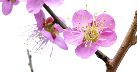 Time-lapse video of pink plum blossoms in bloom.