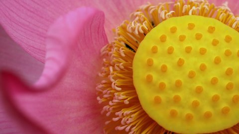 4K footage pink lotus flower and Insects collect nectar in the pollen of lotus flowers, closeup of view .