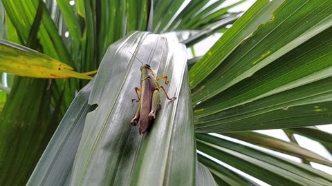 A grasshopper is on a betel leaf