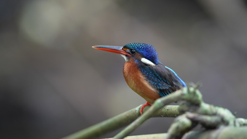 Blue banded Kingfisher A king fisher perched and looking over its shoulder, whith its electric blue banded relfecting in the sunlight.