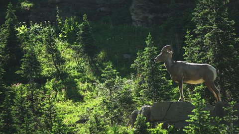 Montana Wildlife. A Bighorn Sheep also known as a Mountain Sheep, standing high up on the mountainside of Logan Pass on the Highline Trail. 