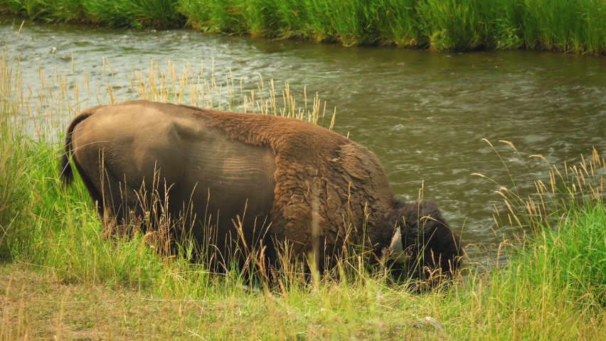 Bison drinking water from fast flowing river; National Bison Range, Montana