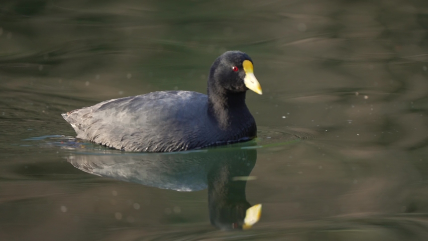 White-winged coot swimming on lake. Closeup with the beautiful waterfowl. Tracking shot