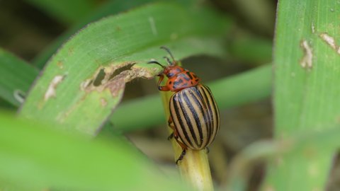Macro close up of Working Ten-Lined Potato Beetle in green Plants during Summer - 4K prores shot of foraging Animal in wilderness - Native to the Rocky Mountains