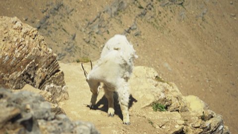 North American Wildlife. A Mountain Goat is high up on the cliff sides of the Highline Trail at Logan Pass in Glacier National Park. The White Wool contrasting against the brown rock face. 