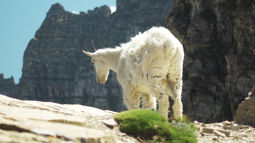 Cinematic shot. A bright white Mountain Goat contrasting against the dark cliff faces and peaks of the Highline Trail in Glacier National Park. A common sighting in Montana of North American Wildlife