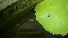 Footage of platy fishes swimming in lotus flower pot 