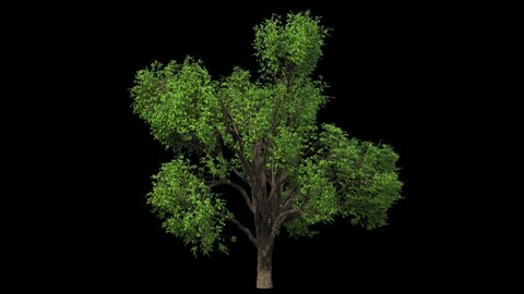 huge elm tree isolated on black with alpha matte, small wind blowing, seamless loop animation 4K
