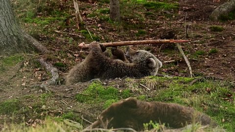 The brown bear plays with a stick, the life of forest dwellers, the brown bears of Synevyr glade.