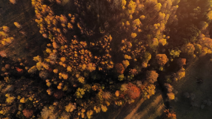 Autumn forest aerial footage, slow motion over the trees nature drone background yellow and orange vivid colors | Shutterstock HD Video #1078369499