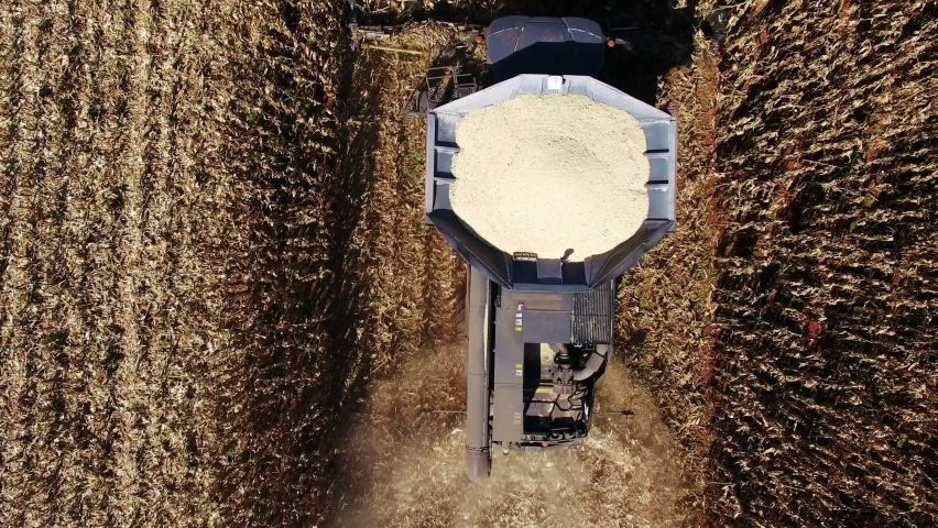 Farming Harvesting Corn or Mielies South Africa