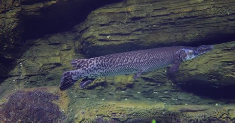Fish longnose gar (Lepisosteus osseus), also known as longnose garpike, and billy gar, is a ray-finned fish in the family Lepisosteidae.
