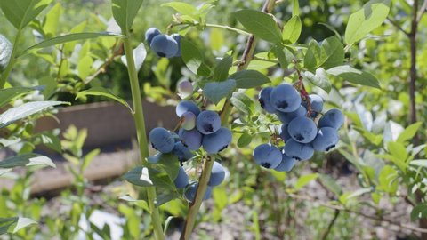 Blueberries on a blueberry bush on a sunny summer day.