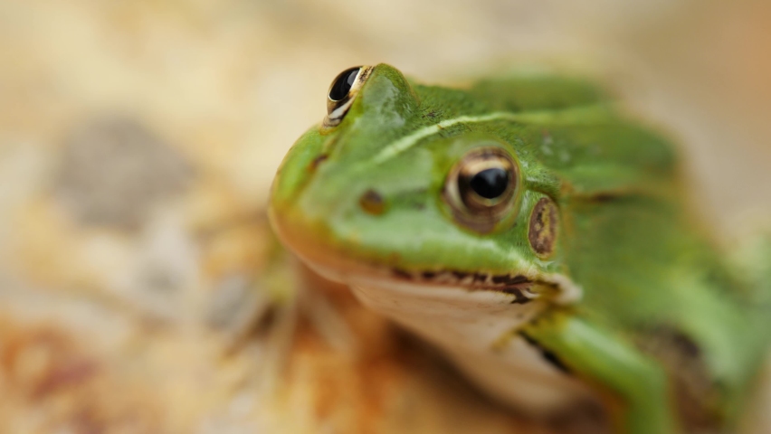 Green Frog portrait with focus pull to the eye. Shallow depth of field.