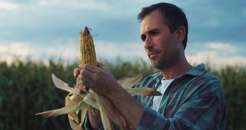Cinematic shot of young male farmer is controlling quality of just harvested fresh corn cob on countryside farm corn fields. Concept of agriculture, nature, cultivation, organic, bio and eco farming
