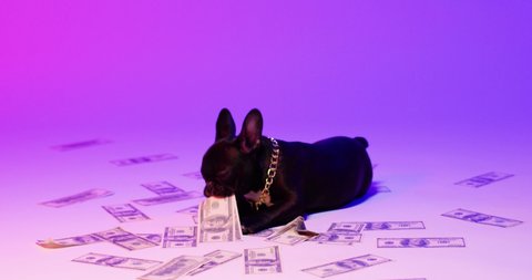Full length view of the french bulldog laying around money. A rich dog on a pile of money lies and holds banknotes at his teeth
