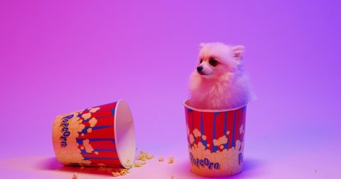 Do you want popcorn. Full length view of the cute white pomeranian spitz sitting at the box of the popcorn and posing at the modern studio